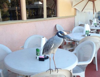 Yellow Crowned Night Heron