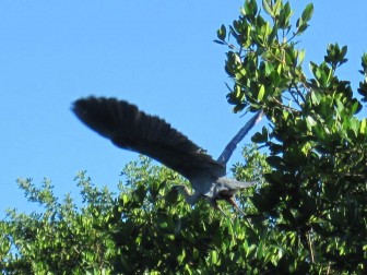 Great Blue Heron Takeoff