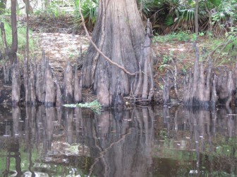 Cypress Knees