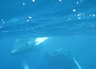 Swimming with Humpback Whales on the Silver Bank